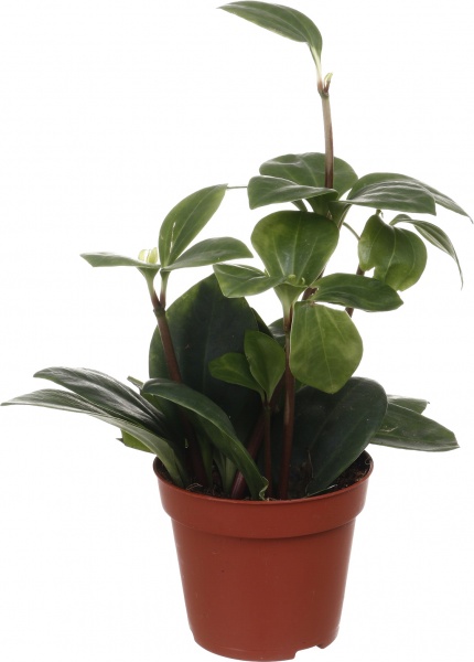 Рослина кімнатна Плантмікс 09//20