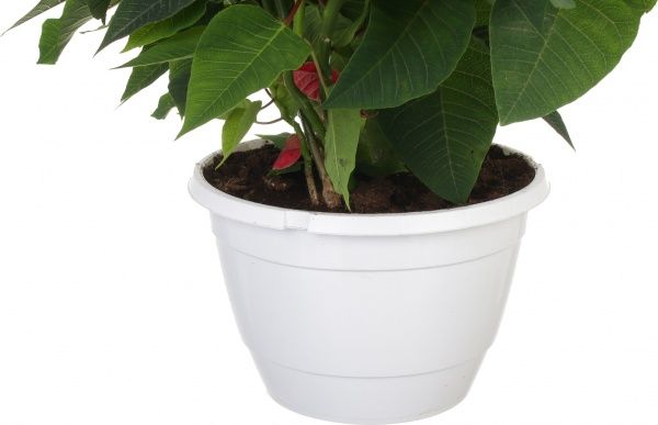 Рослина Пуансетія 25/60 см