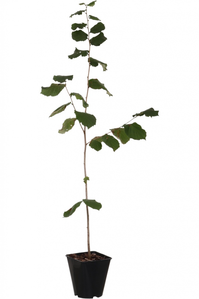 Саженец фундука 1р (C7)