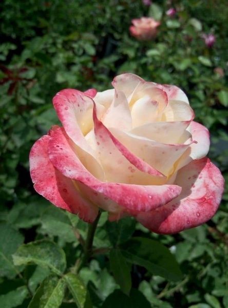 Роза парковая MegaPlant в ассортименте C4