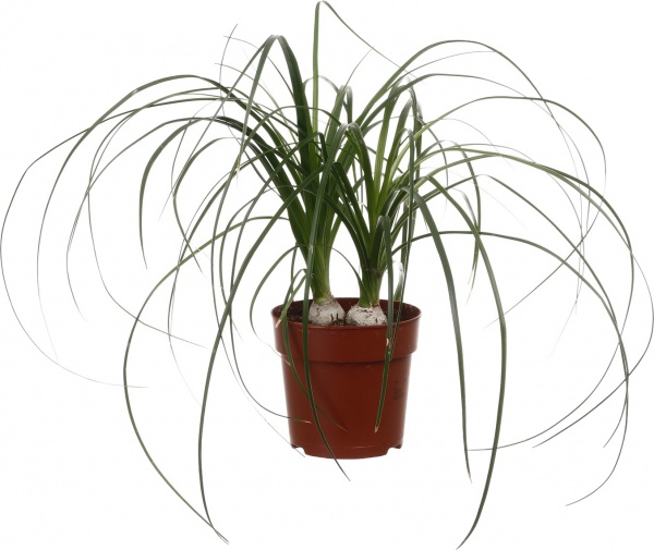 Рослина Бокарнея 12/35