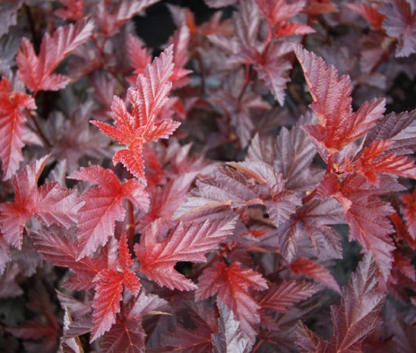 Растение Пузыреплодник/ Physocarpus opulifolius Andrea С7,5, H 30-40