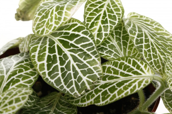 Растение комнатное Фиттония микс 8/10