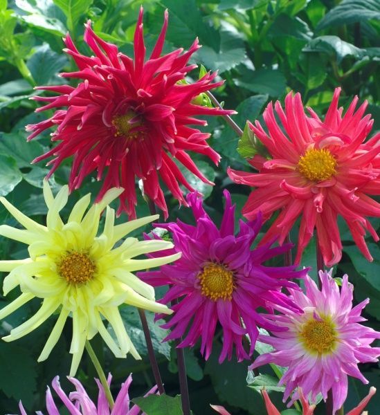 Семена Професійне насіння георгина Звездный карнавал смесь 0,2 г (4823058202655)