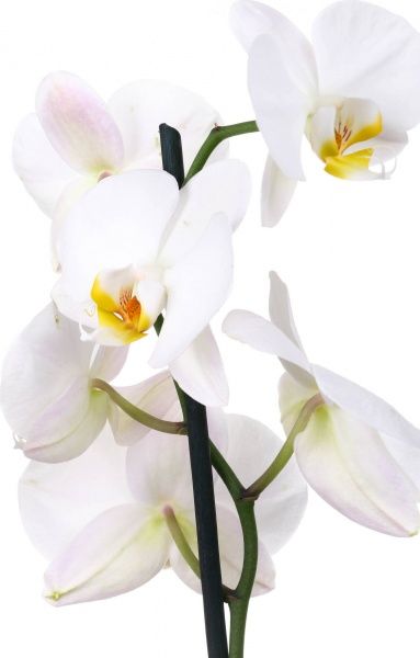 Рослина кімнатна Фаленопсіс 1 стовбур 12x50 см акція