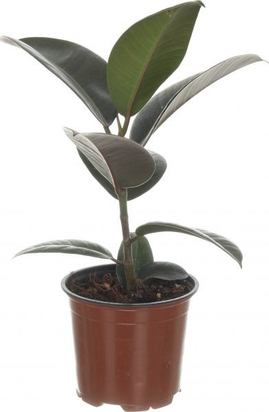 Рослина Фикус Elastica д12 в40+