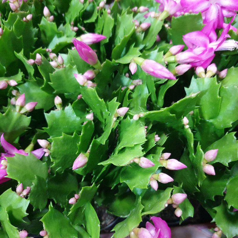 Растение Шлюмбергера 9х15 розовая