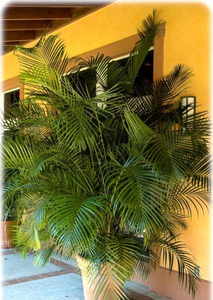 Рослина кімнатна Хризалідокарпус 21/120 Chrysalidocarpus Lutescens