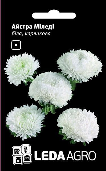 Насіння LedaAgro айстра карликова Міледі біла 0,2 г (4820119793336)