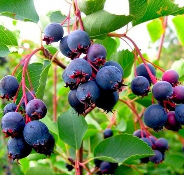 Рослина Ірга Тісен С3