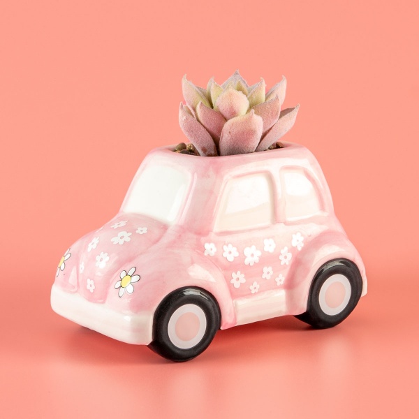 Растение декоративное DH-FLOWERS-23 GREEN/PINK 