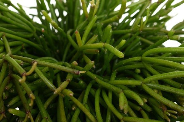 Растение Рипсалис микс 12x15 см