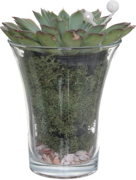 Растение Ехверия 09/20 деко