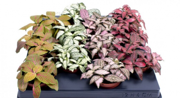 Рослина кімнатна Фіттонія 8х10 мікс