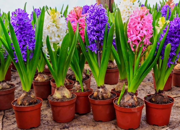 Рослина кімнатна Гіацинт (2 сорт) 9х15 см