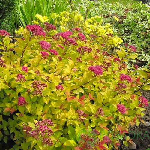 Растение Спирея японская Golden Princess C3