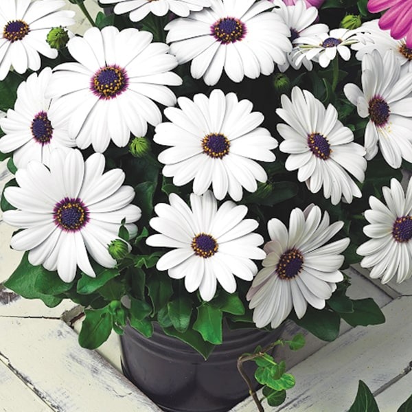 Рослина Остеоспермум d12/h20