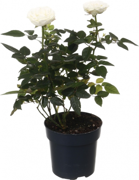 Рослина кімнатна Троянда Парад мікс 10/25