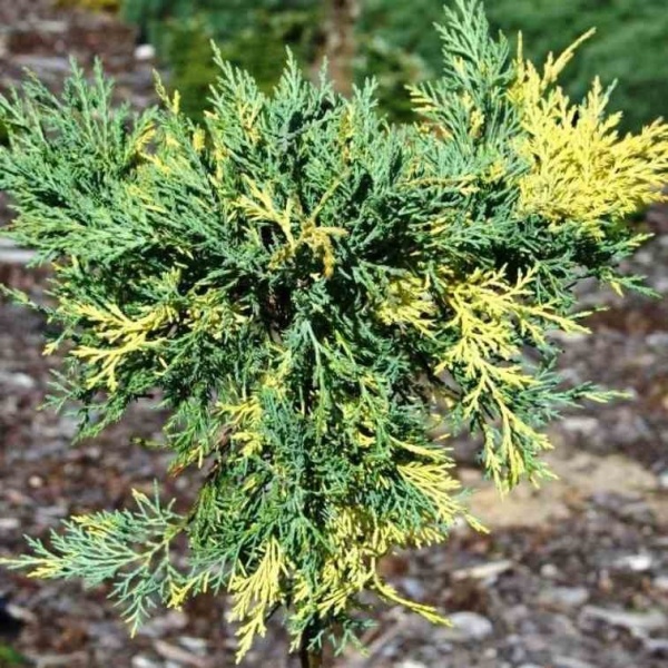 Растение Можжевельник средний Блу Голд С3 D20-25