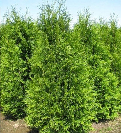Растение Туя складчатая Эксцельса/Thuja pl. 'Excelsa' С7,5/Н60-80
