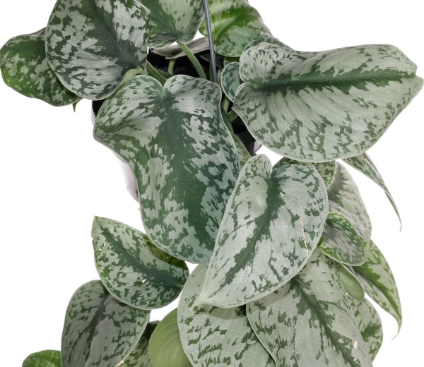 Растение комнатное Сциндапсус 14/55 Требю