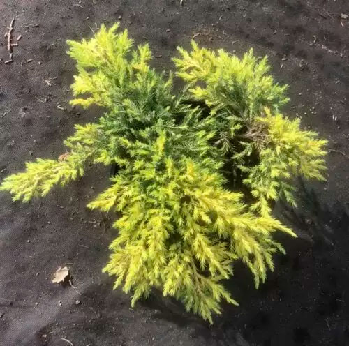 Растение Можжевельник средний Дабс Фростед С3 D20-25