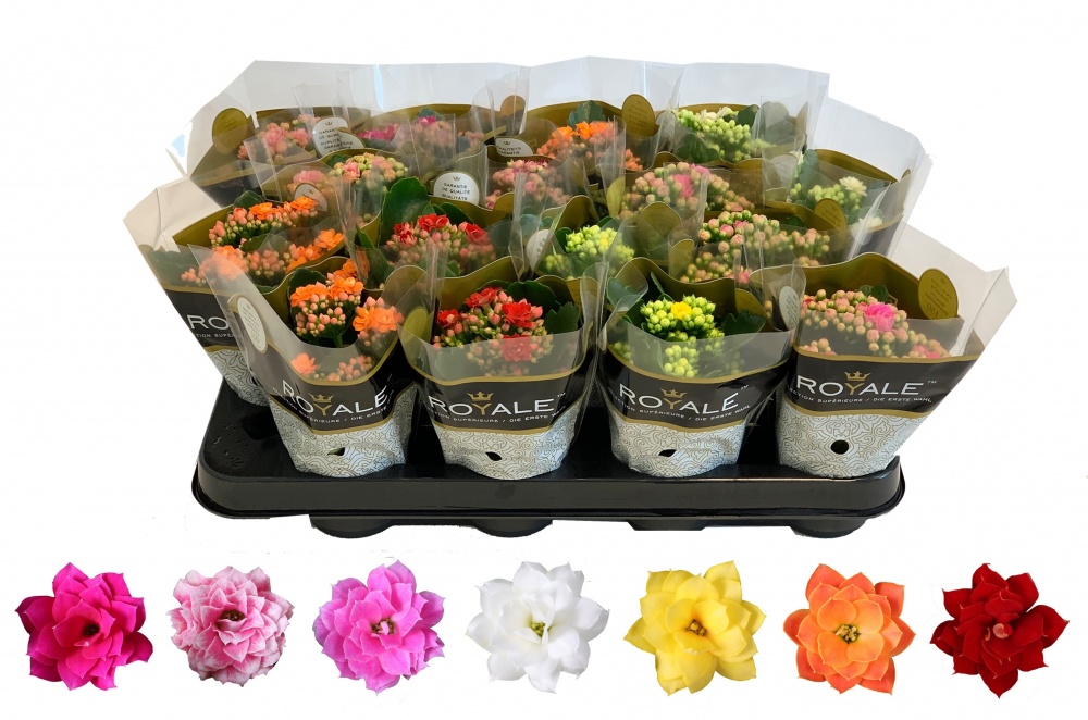 Растение комнатное Каланхоэ микс d7/10