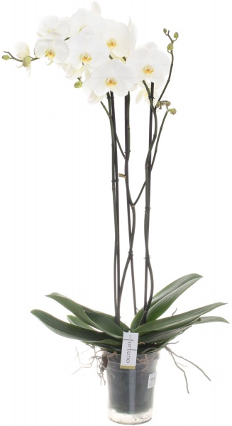  Фаленопсіс 17/120 (3 гілки)