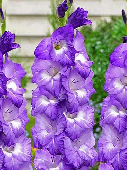 Бульбоцибулина гладіолуса Норі 3 шт. 