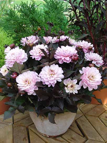 Корнеклубень георгины декоративной Мелоди Гармони 1 шт. 