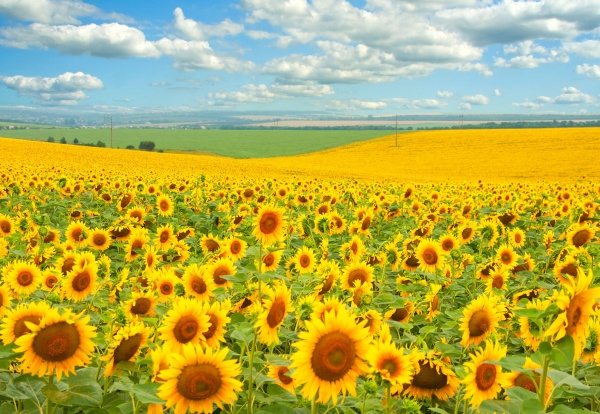 Репродукция Поле подсолнухов 35x50 см Арт Фемелі 