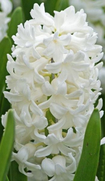 Цибулина Яскрава Antarctica 2 шт. 