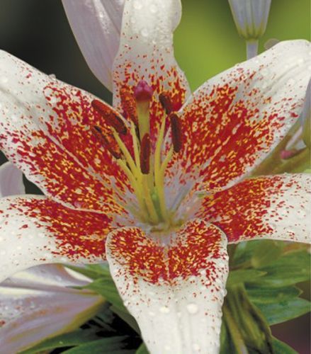 Луковица Яскрава Лилия LA гибрид Cecil 1 шт. 