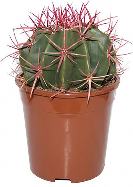Рослина Кактуси в горщику олівці 10/12,5