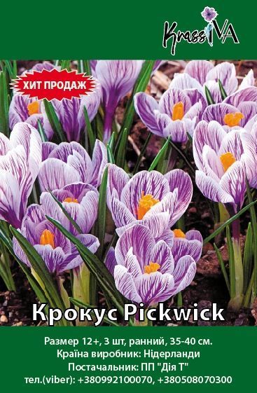 Луковица Крокус Pickwick 