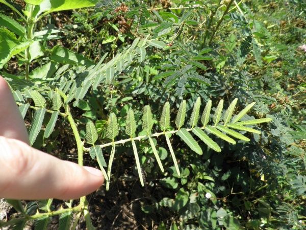 Семена Професійне насіння мимоза стыдливая 0,5 г (4823058201016)