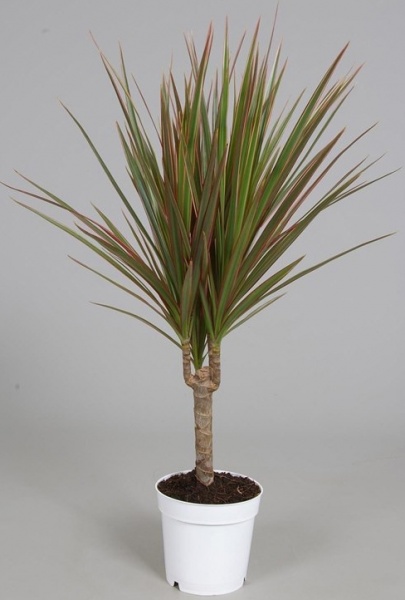 Растение Драцена Биколор 1 ствол 11/40