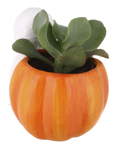 Суккулент в горшке хелоуин 6/12