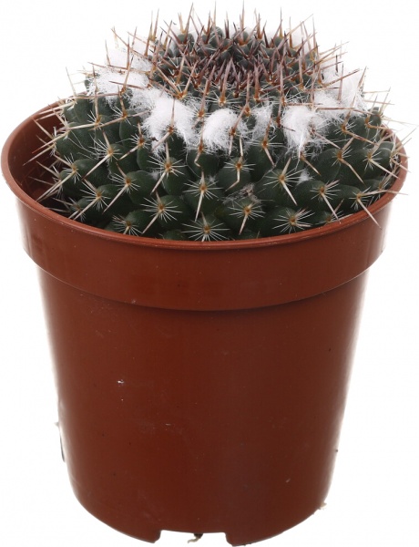 Рослина кімнатна Кактус мікс 5х10 см
