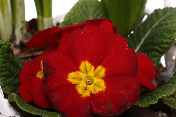 Растение Гиацинт + Примула + Нарцисс 3 овал сердце в корзине