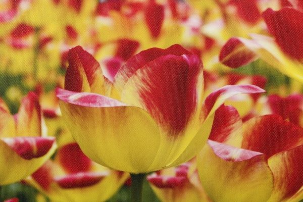 Репродукция Романтизм 828-3 28x80 см 