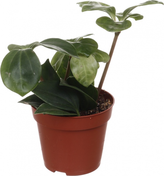 Рослина кімнатна Плантмікс 09//20