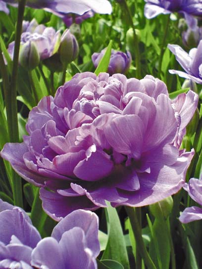 Луковица тюльпана махрового позднего Лилак Перфекшн 3 шт. 