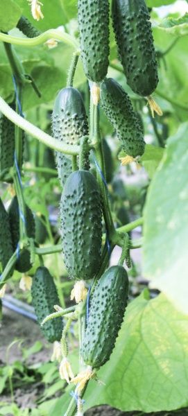 Семена Професійне насіння огурец Седрик F1 10 шт. (4820176692788)