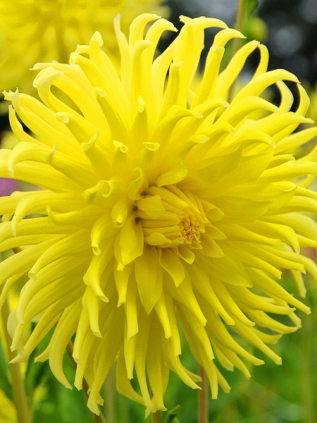 Коренебульба жоржини кактусової Єллоу Стар 1 шт. 