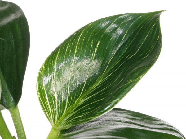 Рослина філодендрон 09/20