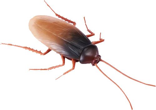 Іграшка інтерактивна Zuru Тарган Robo Alive 7112