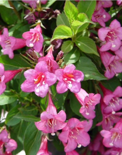 Растение Вейгела цветущая Боскоп Глори /Weigela Boskoop Glory С7.5 /Н 100-110
