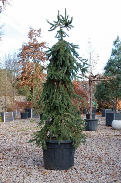 Растение Ель обыкновенная / Picea abies Inversa, C20 Pa 80-100