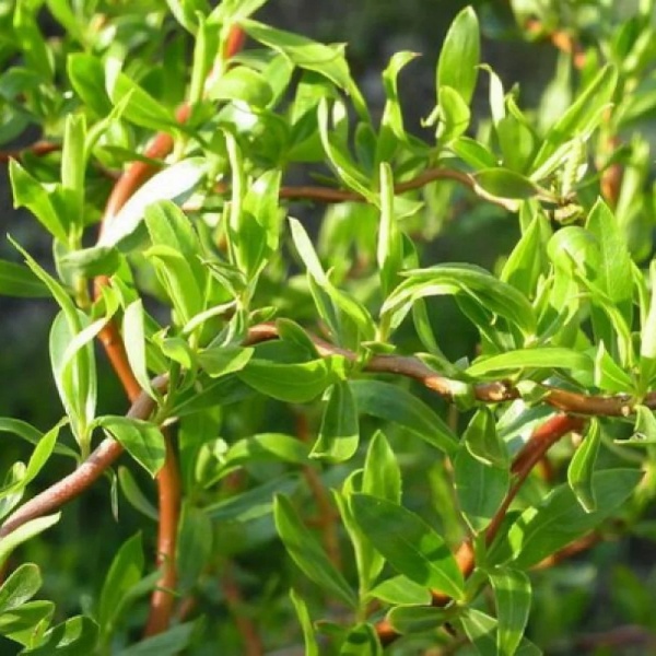 Растение Ива Матсудана С3